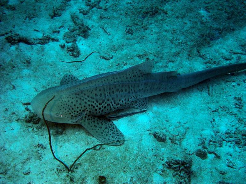 SIMILAN NOV 2008 .PHOTO LORAN (43).JPG